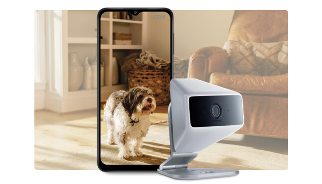 La Cámara HD de Homelife que transmite un video en vivo de un perro caminando en la sala de estar